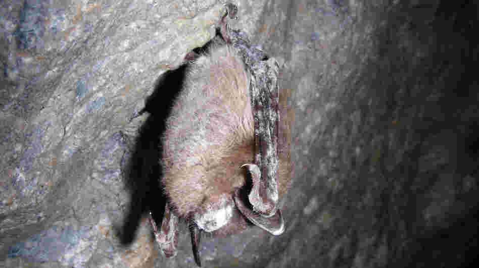 A little brown bat with white-nose syndrome hangs in Greeley Mine, Vt., in March 2009. The disease is spreading across the country, currently affecting bat populations in 19 states. A little brown bat with white-nose syndrome hangs in Greeley Mine, Vt., in March 2009. The disease is spreading across the country, currently affecting bat populations in 19 states.