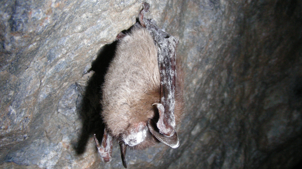 A little brown bat with white-nose syndrome hangs in Greeley Mine, Vt., in March 2009. The disease is spreading across the country, currently affecting bat populations in 19 states. 