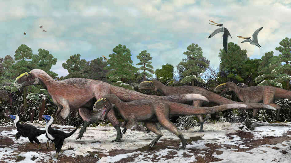 An artist's impression of a group of Yutyrannus. The 30-foot-long dinosaurs were covered with downy feathers — likely to keep the animals warm. An artist's impression of a group of Yutyrannus. The 30-foot-long dinosaurs were covered with downy feathers — likely to keep the animals warm.