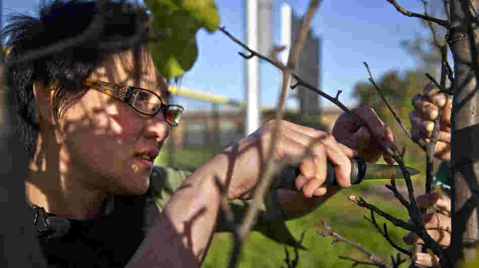Guerrilla grafter Tara Hui grafts a fruiting pear branch onto an ornamental fruit tree in the San Francisco Bay Area. She doesn't want the location known because the grafting is illegal. 