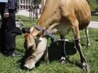 A dairy cow from Eastleigh Farm in Framingham, Mass., grazes near the Statehouse on Boston Common on May 10, 2010. The cow's visit was part of a rally by raw-milk proponents. A dairy cow from Eastleigh Farm in Framingham, Mass., grazes near the Statehouse on Boston Common on May 10, 2010. The cow's visit was part of a rally by raw-milk proponents.
