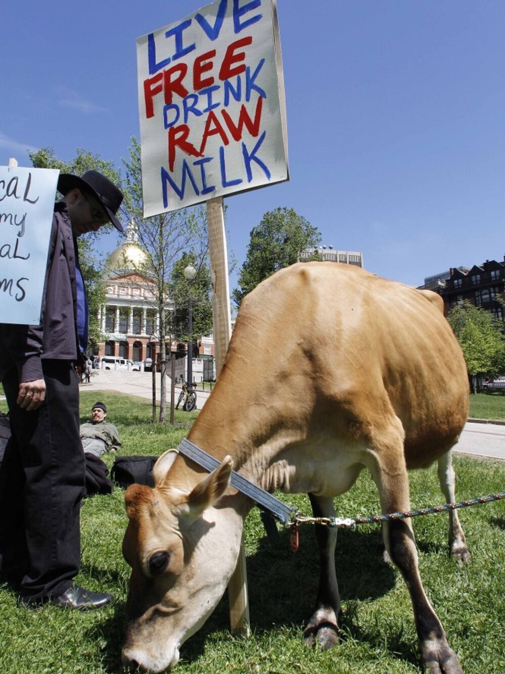 A dairy cow from Eastleigh Farm in Framingham, Mass., grazes near the Statehouse on Boston Common on May 10, 2010. The cow's visit was part of a rally by raw-milk proponents.