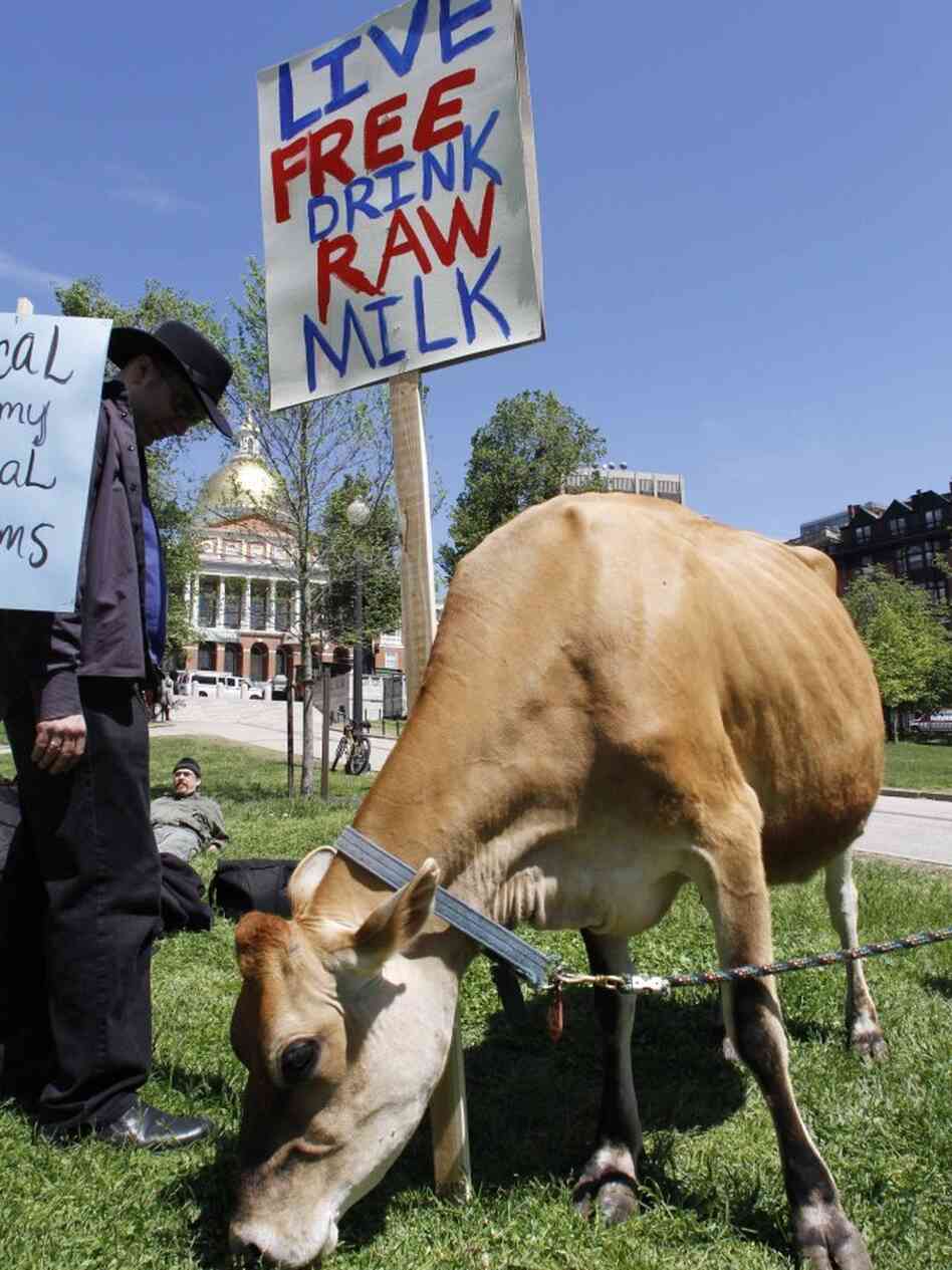 A dairy cow from Eastleigh Farm in Framingham, Mass., grazes near the Statehouse on Boston Common on May 10, 2010. The cow's visit was part of a rally by raw-milk proponents.