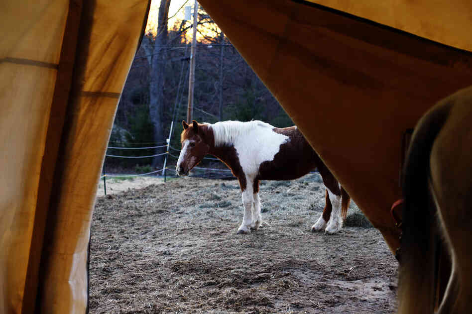 Stacey Currie lives with her daughters, Gracelyn, 7, and Isabella, 2, on a mountainside in Gardner, Mass. Currie bought a thoroughbred horse, Asha, right, during her husband Michael's deployment to help keep her occupied. The girls have their own pony, Patches, center,  and Gracelyn is an avid horseback rider who won her first trophy this year.
