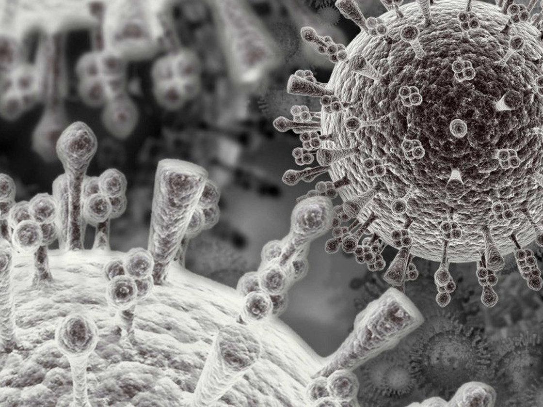 An electron microscope view of the bird flu virus.