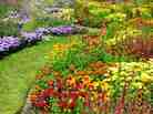 A garden flowers in the summer. A garden flowers in the summer.
