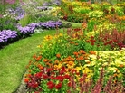 A garden flowers in the summer. A garden flowers in the summer.