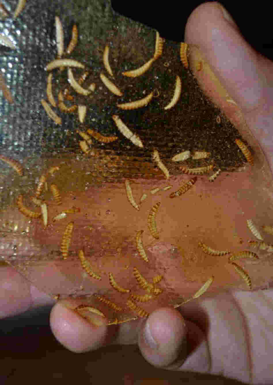 Candied buffalo worms were on the menu at the Dutch restaurant. Specktakel owner Mark Cashoek says it's "the fear factor" and "the gimmick" that get restaurant patrons to eat some of his insect dishes.