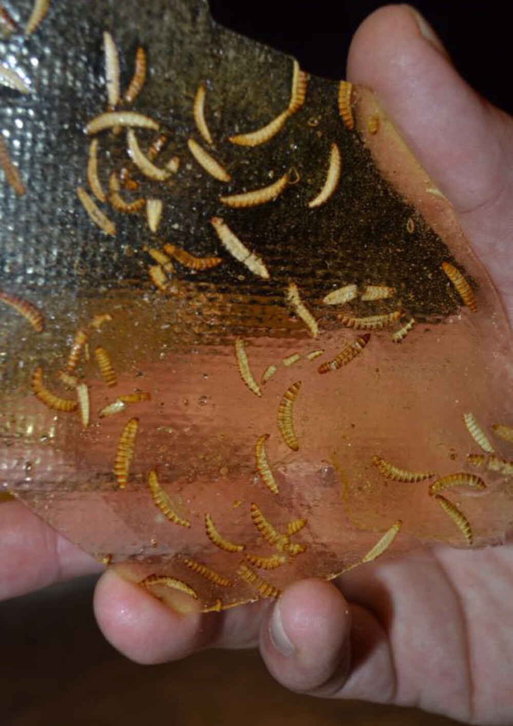 Candied buffalo worms were on the menu at the Dutch restaurant. Specktakel owner Mark Cashoek says it's "the fear factor" and "the gimmick" that get restaurant patrons to eat some of his insect dishes.