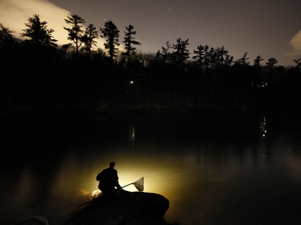 A fisherman uses a lantern while dip-netting for elvers on a river in southern Maine. Elvers are young, translucent eels that are born in the Sargasso Sea and swim to freshwater lakes and ponds, where they grow to adults before returning to the sea. 