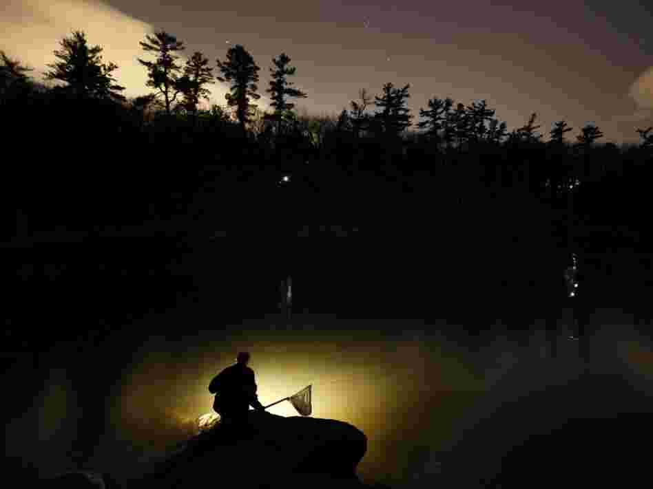 A fisherman uses a lantern while dip-netting for elvers on a river in southern Maine. Elvers are young, translucent eels that are born in the Sargasso Sea and swim to freshwater lakes and ponds, where they grow to adults before returning to the sea. 