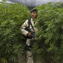 Some Latin American leaders want to talk about the possibility of legalizing some drugs, a move the U.S. strongly opposes. Here, a Mexican soldier stands guard at a huge marijuana plantation that was uncovered in San Quintin, Baja California state, near the U.S. border, last year.