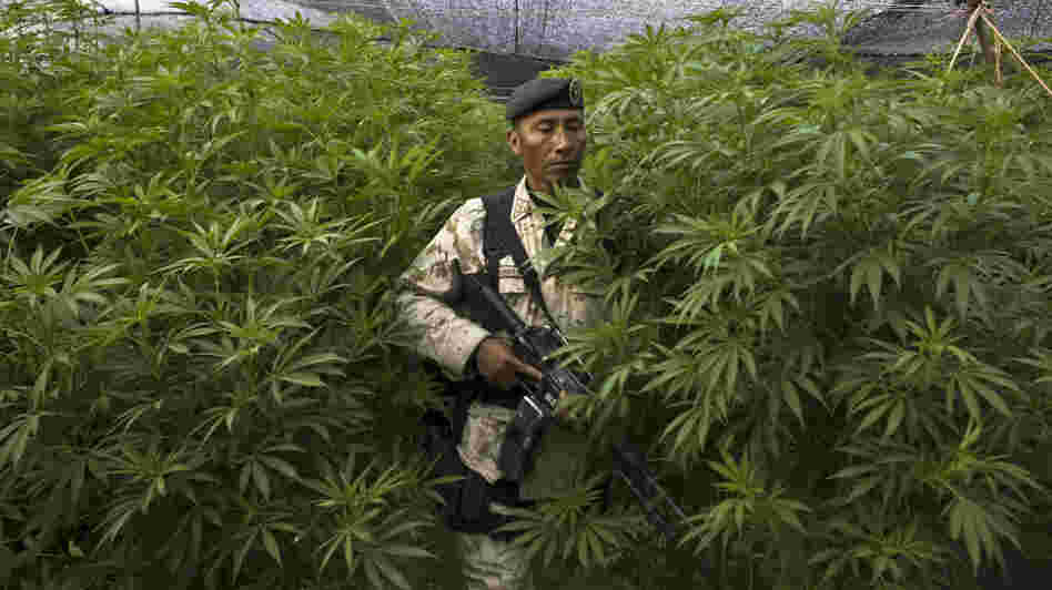 Some Latin American leaders want to talk about the possibility of legalizing some drugs, a move the U.S. strongly opposes. Here, a Mexican soldier stands guard at a huge marijuana plantation that was uncovered in San Quintin, Baja California state, near the U.S. border, last year. Some Latin American leaders want to talk about the possibility of legalizing some drugs, a move the U.S. strongly opposes. Here, a Mexican soldier stands guard at a huge marijuana plantation that was uncovered in San Quintin, Baja California state, near the U.S. border, last year.