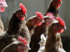 The FDA's latest effort to end the use of antibiotics as growth promoters in animals is getting mixed reviews from activists. The FDA's latest effort to end the use of antibiotics as growth promoters in animals is getting mixed reviews from activists.