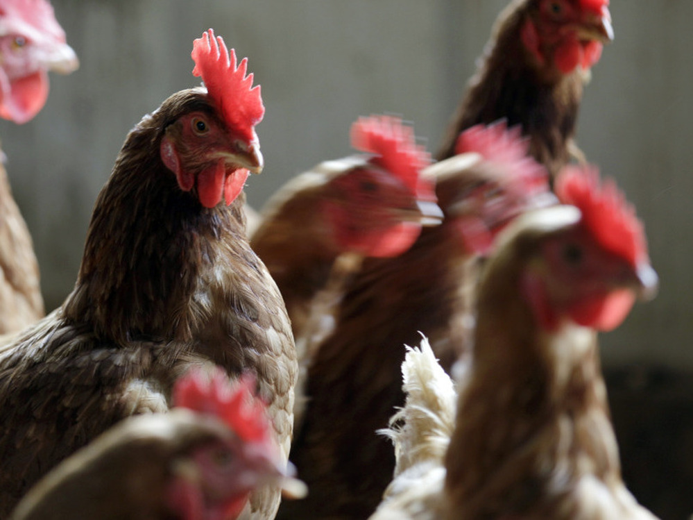 The FDA's latest effort to end the use of antibiotics as growth promoters in animals is getting mixed reviews from activists.