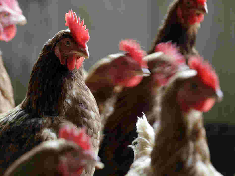The FDA's latest effort to end the use of antibiotics as growth promoters in animals is getting mixed reviews from activists.