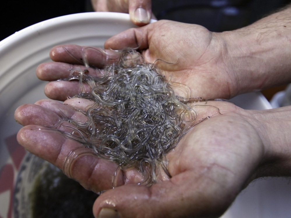 Fishermen in Maine and South Carolina are reaping profits upward of $2,000 per pound for elvers.