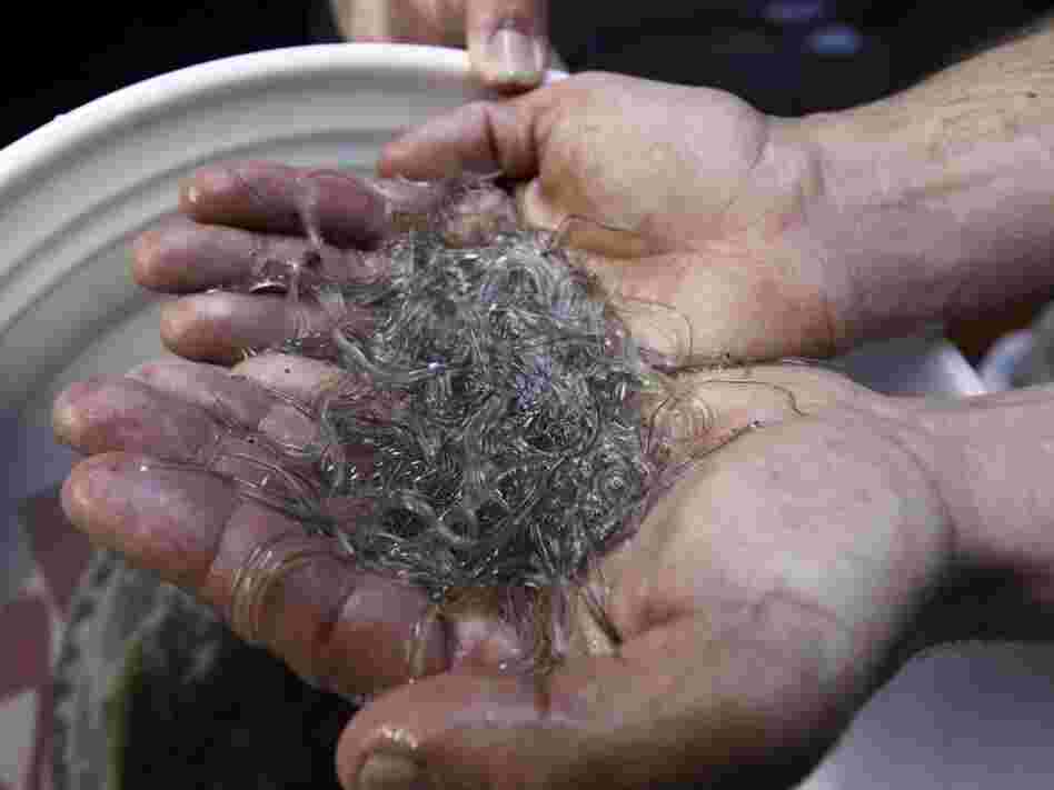 Fishermen in Maine and South Carolina are reaping profits upward of $2,000 per pound for elvers.