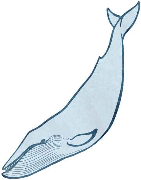 Whale 1 Whale 1
