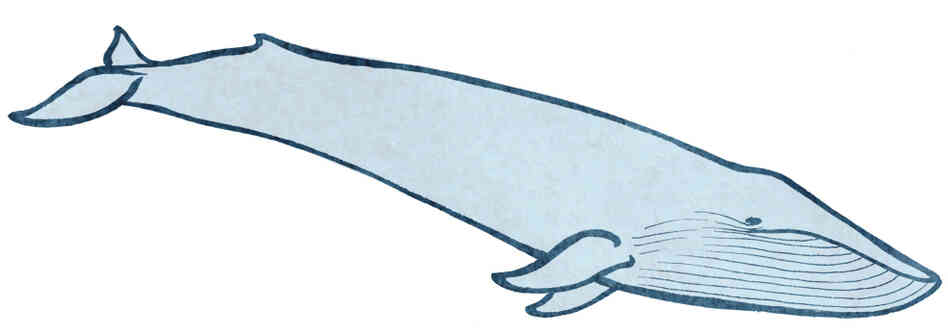 Whale 2 Whale 2