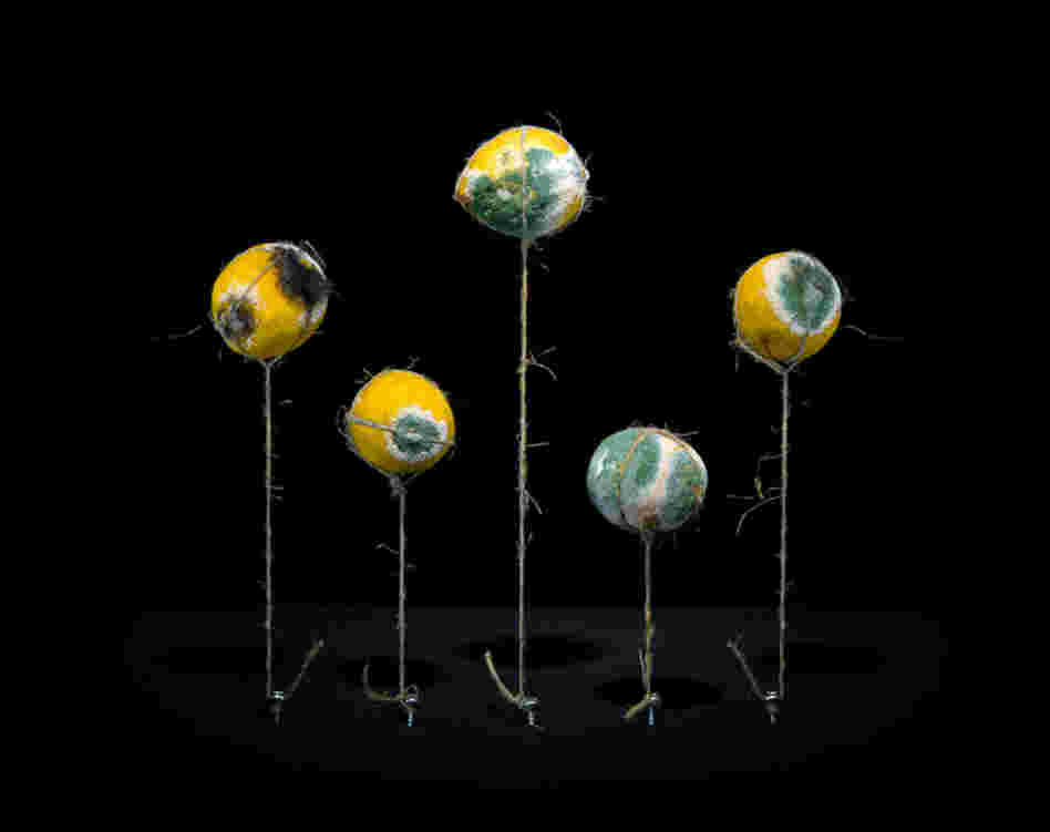 LemonsPlace of production: Limassol, CyprusTransporting distance: 2.050 km Carbon footprint (total) per kg: 0,72 kg  Water requirement (total) per kg: 448 l