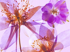 Pressed columbines. Pressed columbines.