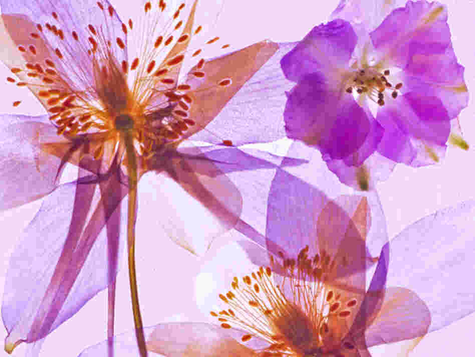 Pressed columbines.