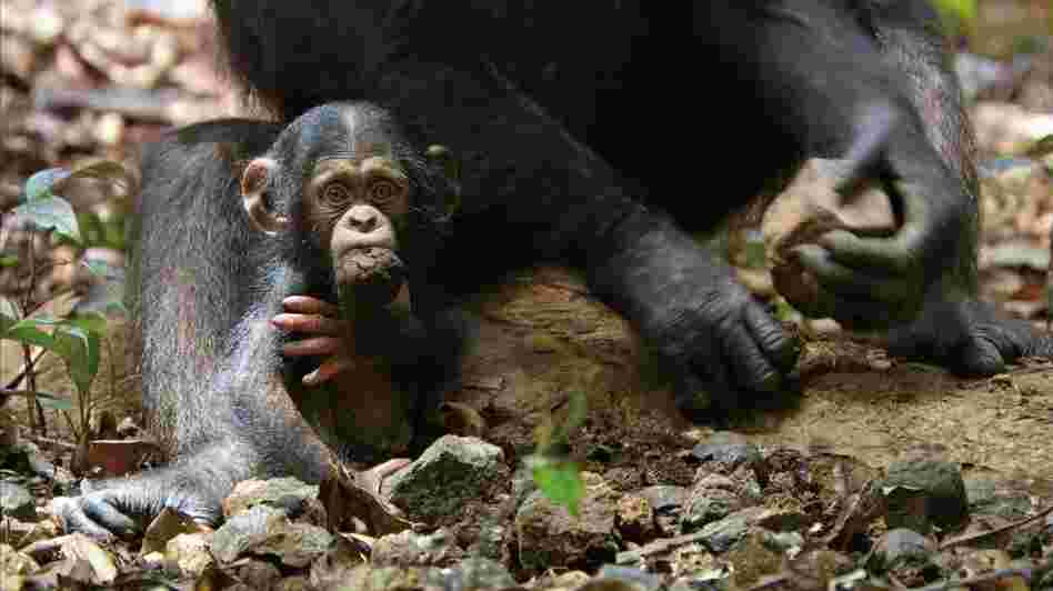 Over the course of filming, Oscar (pictured above) learned how to use rudimentary tools and how to get along with the other members of his clan. Over the course of filming, Oscar (pictured above) learned how to use rudimentary tools and how to get along with the other members of his clan.