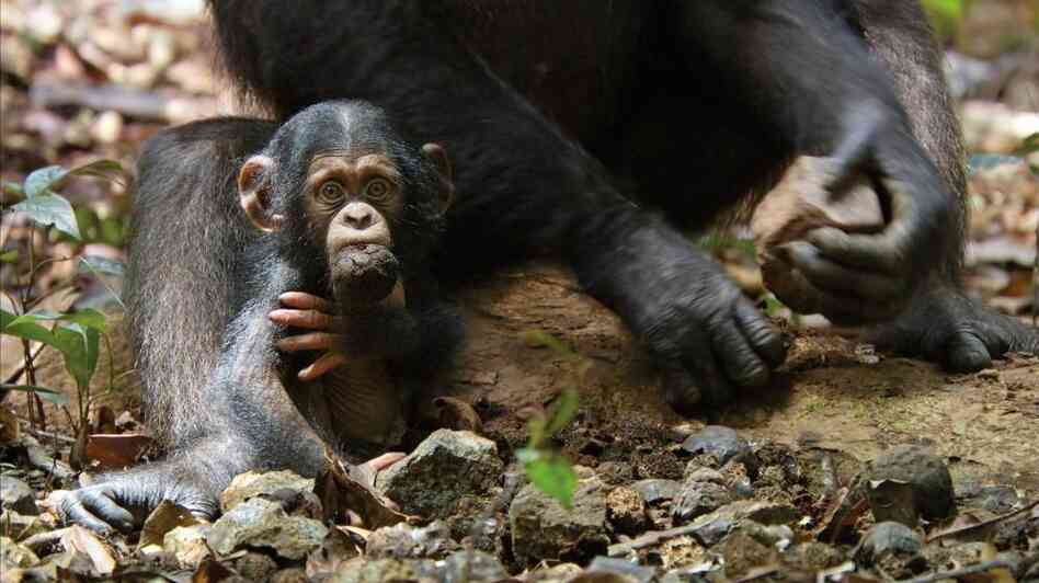 Over the course of filming, Oscar (pictured above) learned how to use rudimentary tools and how to get along with the other members of his clan. Over the course of filming, Oscar (pictured above) learned how to use rudimentary tools and how to get along with the other members of his clan.