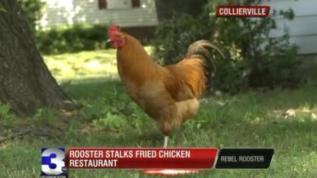 Gus, who has picked an interesting place to hang out. (WREG-TV)