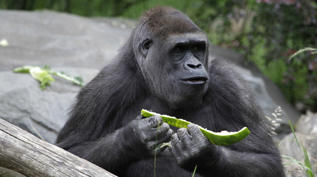 Gorillas are fine with being herbivores, like this one at a Seattle zoo. But humans evolved as omnivores. Is diet destiny?