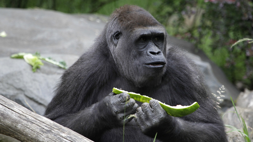 Gorillas are fine with being herbivores, like this one at a Seattle zoo. But humans evolved as omnivores. Is diet destiny?