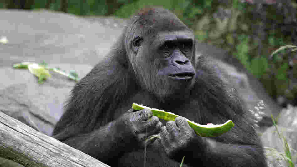 Gorillas are fine with being herbivores, like this one at a Seattle zoo. But humans evolved as omnivores. Is diet destiny?