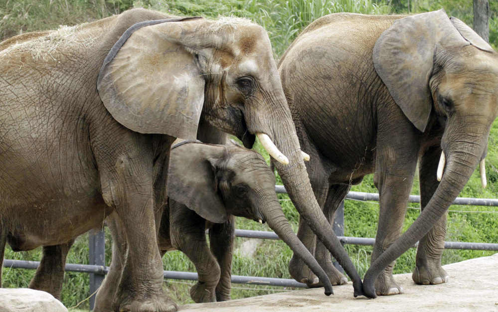 The arrival of African elephants at a Tucson zoo prompted a call for the zoo's fans to contribute leafy snacks. This file photo shows African elephants at the Pittsburgh Zoo & PPG Aquarium in 2011.