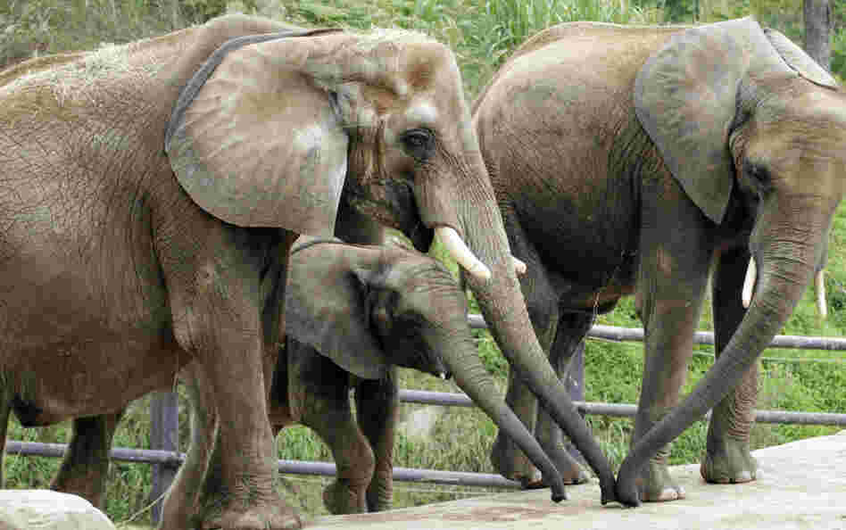 The arrival of African elephants at a Tucson zoo prompted a call for the zoo's fans to contribute leafy snacks. This file photo shows African elephants at the Pittsburgh Zoo & PPG Aquarium in 2011.