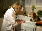 Beth (Diane Keaton) and her adopted dog, Freeway, are parted when her distracted, workaholic husband, Joseph, loses Freeway in the woods. Beth (Diane Keaton) and her adopted dog, Freeway, are parted when her distracted, workaholic husband, Joseph, loses Freeway in the woods.
