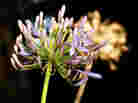 Spring flower with dead bloom