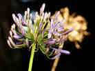 Spring flower with dead bloom Spring flower with dead bloom