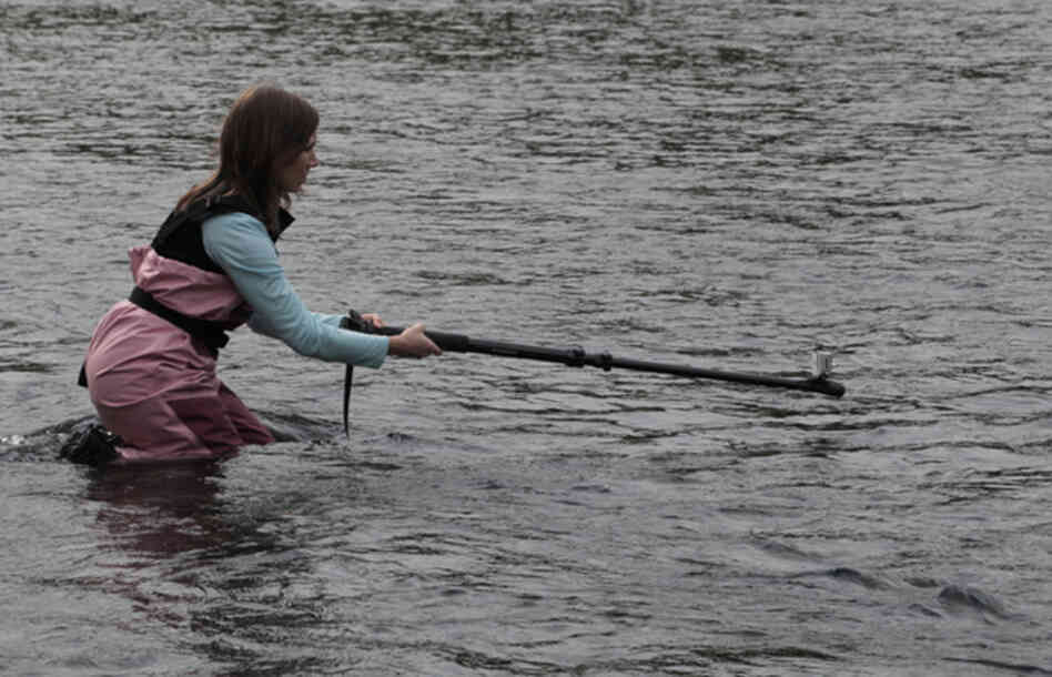 KCTS 9 Reporter Katie Campbell in the Elwha River. KCTS 9 Reporter Katie Campbell in the Elwha River.