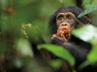 Nicknamed "Oscar" by Chimpanzee's filmmakers, the young chimp at the center of the film is adopted by an older male chimp — a rare occurrence — after his mother is killed. Nicknamed "Oscar" by Chimpanzee's filmmakers, the young chimp at the center of the film is adopted by an older male chimp — a rare occurrence — after his mother is killed.
