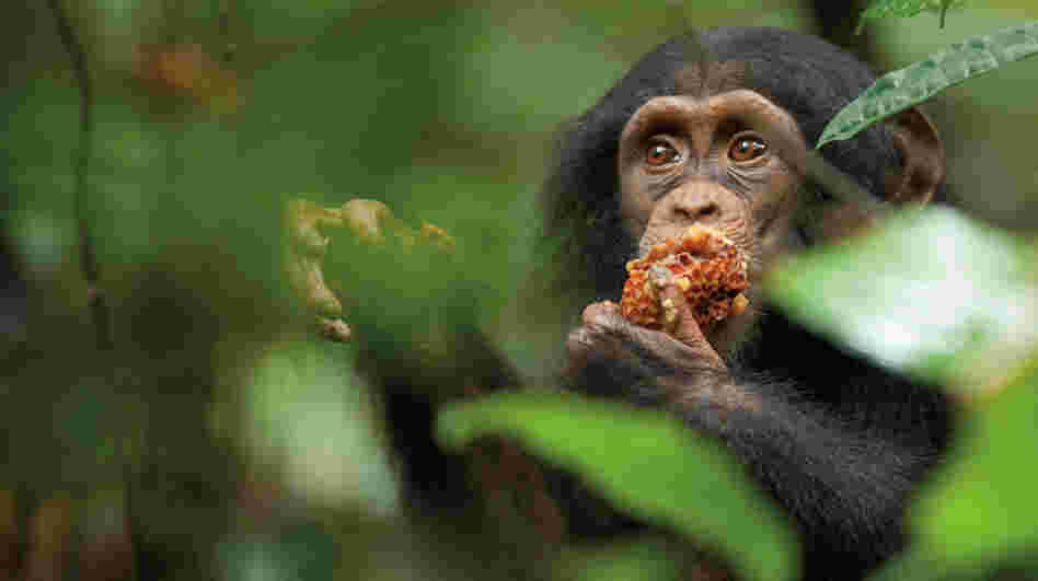 Nicknamed "Oscar" by Chimpanzee's filmmakers, the young chimp at the center of the film is adopted by an older male chimp — a rare occurrence — after his mother is killed. Nicknamed "Oscar" by Chimpanzee's filmmakers, the young chimp at the center of the film is adopted by an older male chimp — a rare occurrence — after his mother is killed.