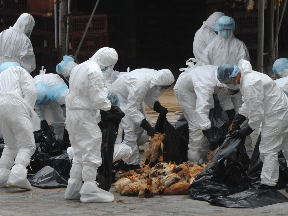 Chickens were killed in Hong Kong last December in an effort to halt the spread of the deadly H5N1 strain of bird flu.
