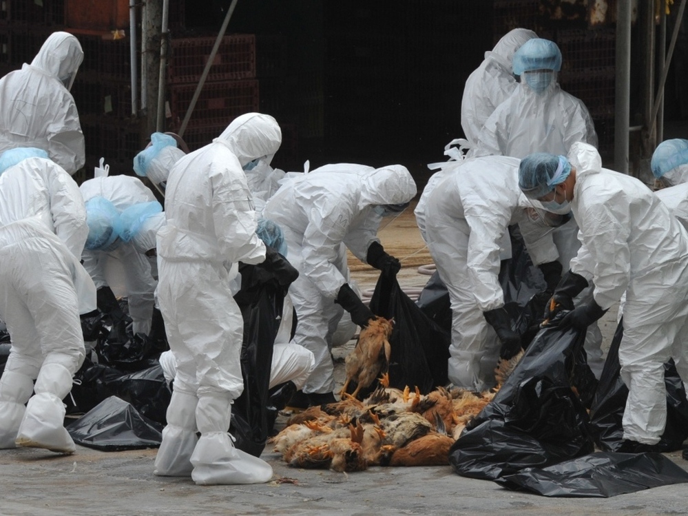 Chickens were killed in Hong Kong last December in an effort to halt the spread of the deadly H5N1 strain of bird flu.