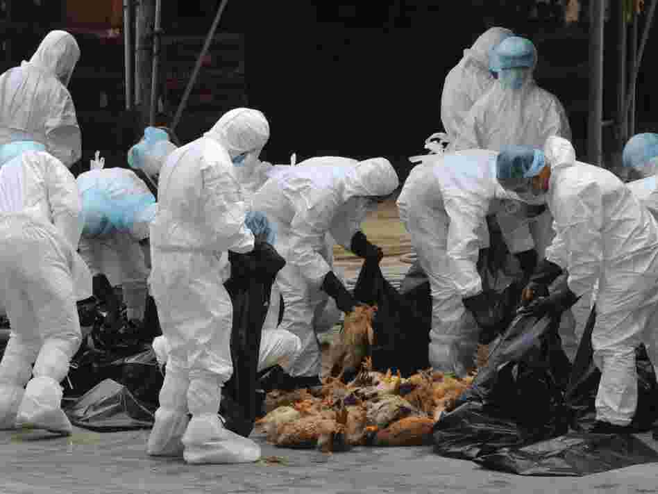 Chickens were killed in Hong Kong last December in an effort to halt the spread of the deadly H5N1 strain of bird flu.