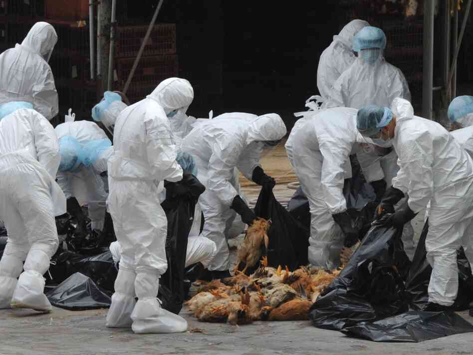 Chickens were killed in Hong Kong last December in an effort to halt the spread of the deadly H5N1 strain of bird flu.