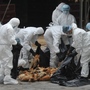 Chickens were killed in Hong Kong last December in an effort to halt the spread of the deadly H5N1 strain of bird flu.