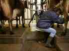 Dairy farmer in Chester, Vermont, milks her cows.