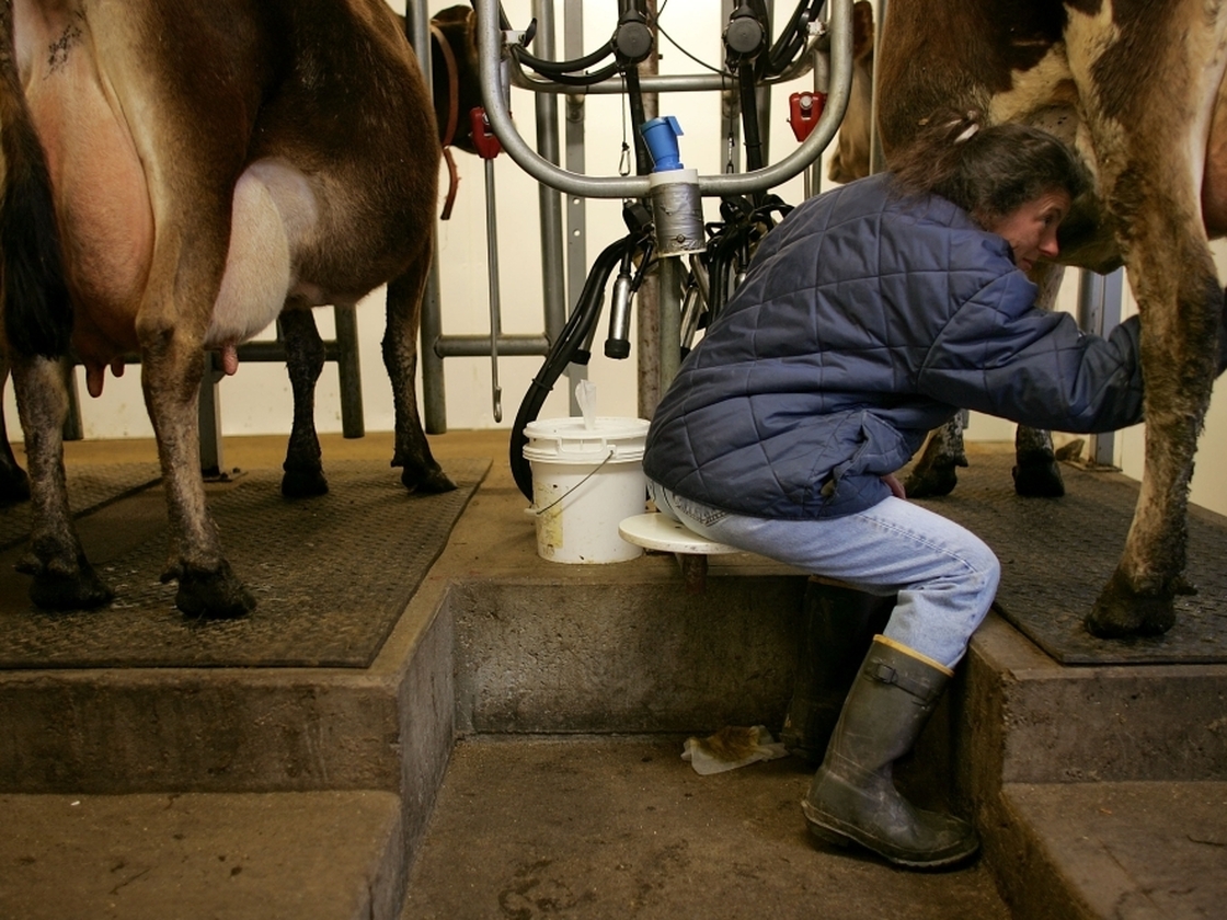 Dairy farmer in Chester, Vermont, milks her cows.