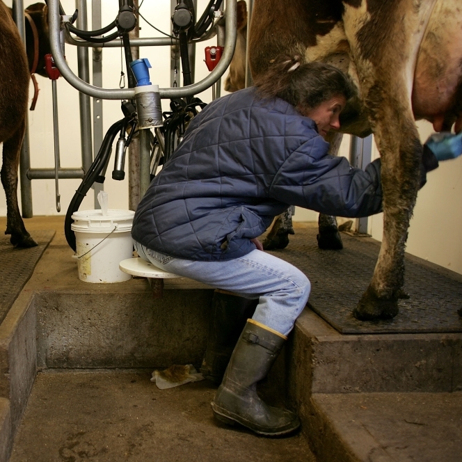A light piece about raw milk sparked strong listener responses.
