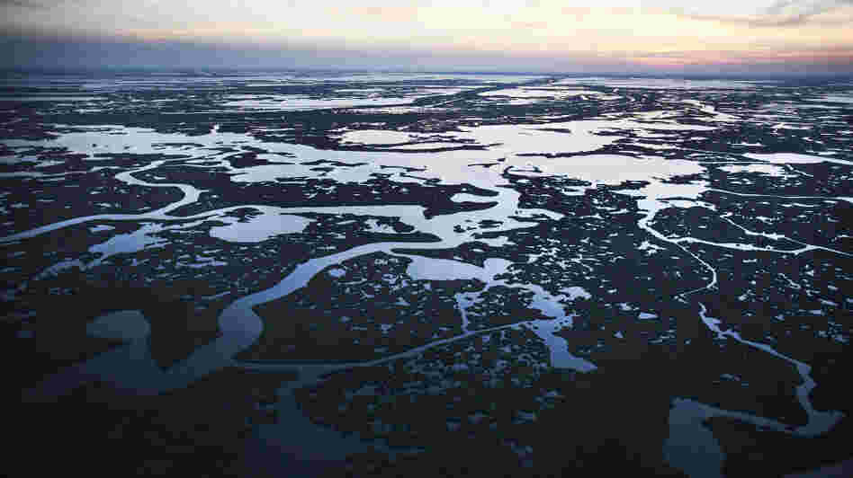 Pictured here on April 13, 2011, Barataria Bay — part of Louisiana's Barataria Basin — was one of the hardest hit areas in the aftermath of the Deepwater Horizon oil rig explosion. Today, obvious signs of the spill have faded, but communities are still reeling from its effects. Pictured here on April 13, 2011, Barataria Bay — part of Louisiana's Barataria Basin — was one of the hardest hit areas in the aftermath of the Deepwater Horizon oil rig explosion. Today, obvious signs of the spill have faded, but communities are still reeling from its effects.